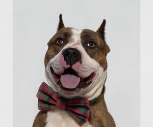 Mutt Dogs for adoption in Santa Maria, CA, USA