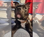 Small #4 American Staffordshire Terrier Mix
