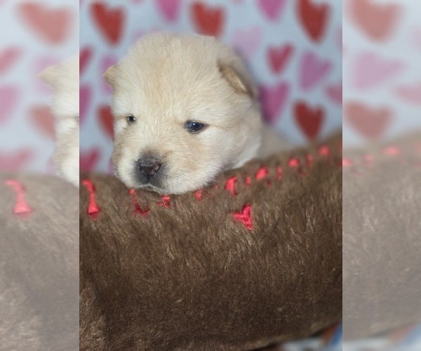 Medium Photo #1 Chow Chow Puppy For Sale in RED OAK, TX, USA