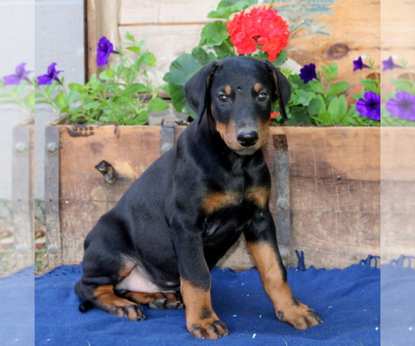 Medium Photo #1 Doberman Pinscher Puppy For Sale in QUARRYVILLE, PA, USA