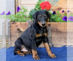 Small Photo #1 Doberman Pinscher Puppy For Sale in QUARRYVILLE, PA, USA