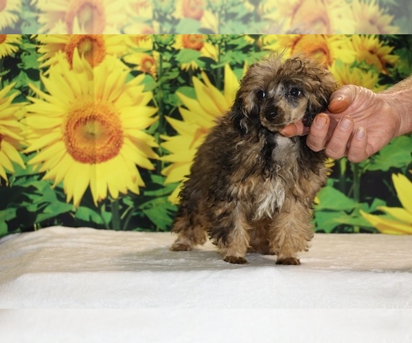 Medium Photo #10 Poodle (Toy) Puppy For Sale in DYERSBURG, TN, USA