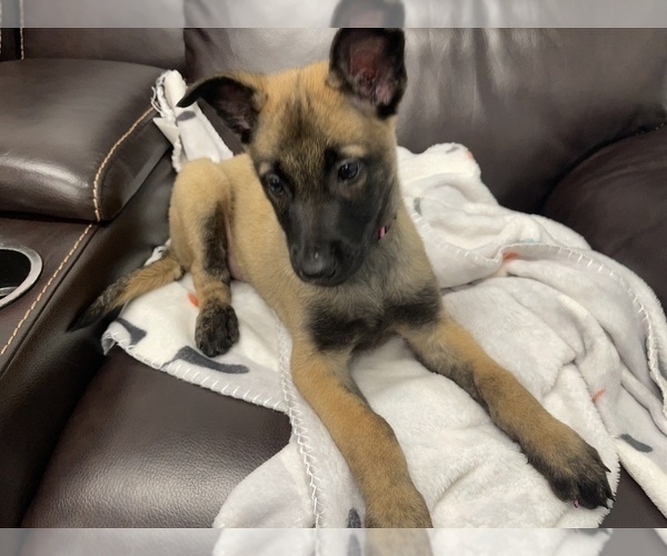 Medium Photo #16 Belgian Malinois Puppy For Sale in REESEVILLE, WI, USA