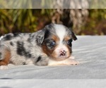 Small #7 Miniature Australian Shepherd