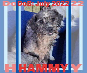 Mutt Dogs for adoption in Sebec, ME, USA