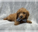Small Photo #2 Goldendoodle (Miniature) Puppy For Sale in LAKELAND, FL, USA