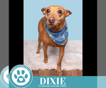 Small #8 Feist Terrier Mix
