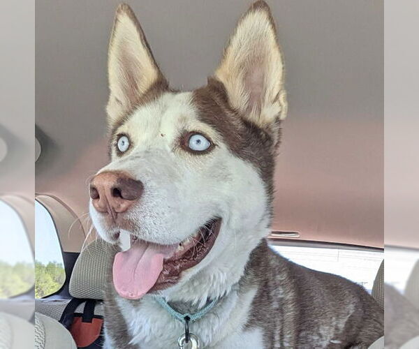 Medium Photo #3 Siberian Husky Puppy For Sale in Omaha, NE, USA