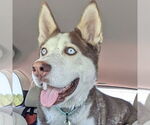 Small #2 Siberian Husky