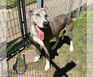 Great Dane-Unknown Mix Dogs for adoption in Bullard, TX, USA