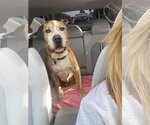 Small #8 American Pit Bull Terrier Mix