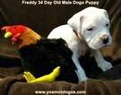Small Photo #254 Dogo Argentino Puppy For Sale in PINEVILLE, MO, USA