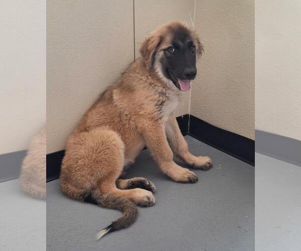 Medium Photo #3 Anatolian Shepherd-Unknown Mix Puppy For Sale in Rockwall, TX, USA