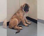 Small #2 Anatolian Shepherd Mix