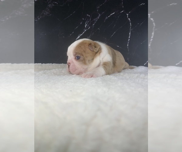 Medium Photo #49 Boston Terrier Puppy For Sale in TULARE, CA, USA