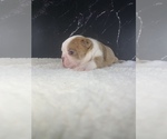 Small Photo #49 Boston Terrier Puppy For Sale in TULARE, CA, USA