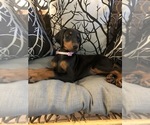 Small Photo #10 Doberman Pinscher Puppy For Sale in EDGEWOOD, NM, USA