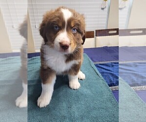 Australian Shepherd Puppy for sale in PORTER, TX, USA