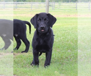 Labrador Retriever Puppy for sale in CREWE, VA, USA