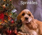 Puppy Sprinkles Cocker Spaniel