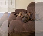 Small #3 American Pit Bull Terrier Mix