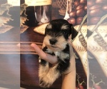 Small Photo #5 Schnauzer (Miniature) Puppy For Sale in SARASOTA, FL, USA