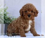 Small Goldendoodle (Miniature)