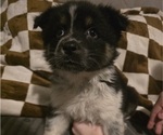 Small #3 Australian Shepherd