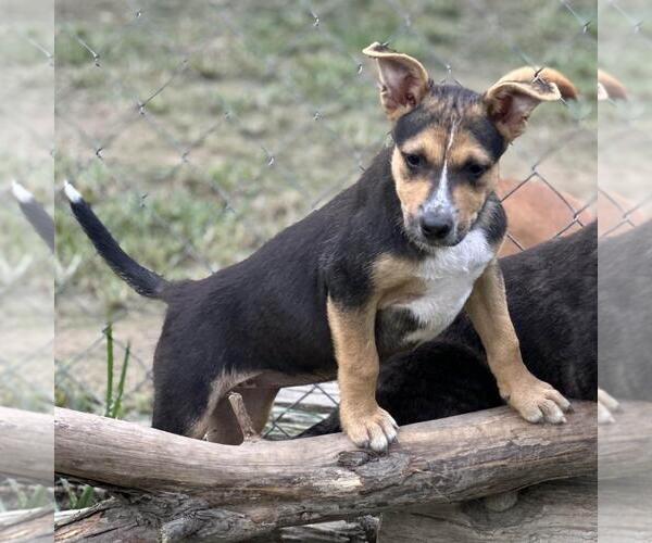 Medium Photo #4 Retriever -Unknown Mix Puppy For Sale in Yardley, PA, USA