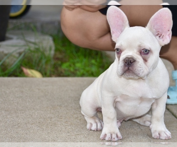Medium Photo #1 French Bulldog Puppy For Sale in CHRISTIANA, TN, USA