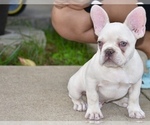 Small Photo #1 French Bulldog Puppy For Sale in CHRISTIANA, TN, USA