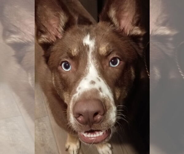 Medium Photo #4 Australian Kelpie-Australian Shepherd Mix Puppy For Sale in McKinney, TX, USA