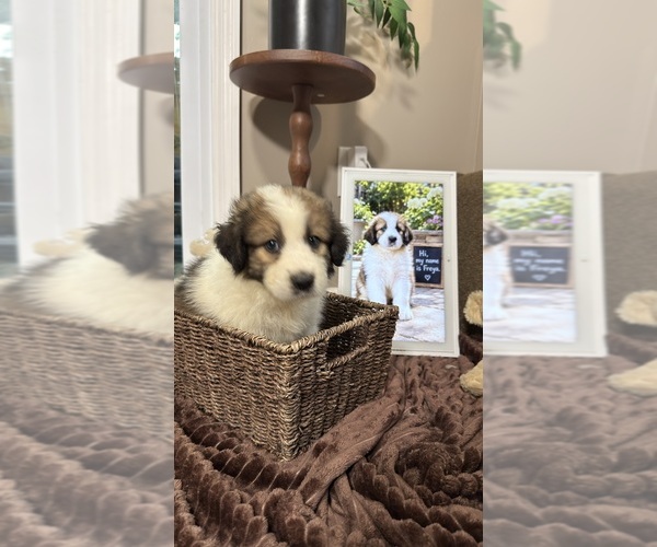 Medium Photo #94 Aussie Pyrenees Puppy For Sale in LEXINGTON, SC, USA