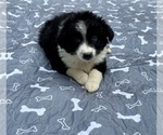 Puppy Girl 2 Australian Shepherd