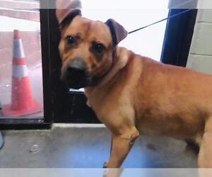 Mutt Dogs for adoption in Tulsa, OK, USA