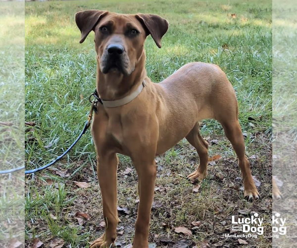 Medium Photo #5 Boxer-Unknown Mix Puppy For Sale in Washington, DC, USA