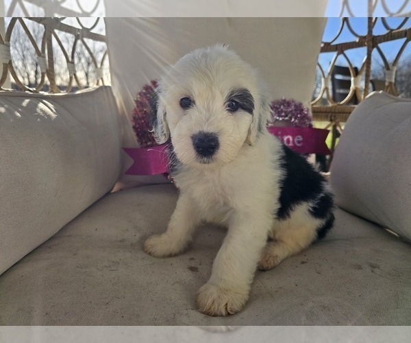Medium Photo #1 Sheepadoodle Puppy For Sale in THORNDALE, TX, USA