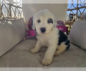Sheepadoodle Puppy for Sale in THORNDALE, Texas USA