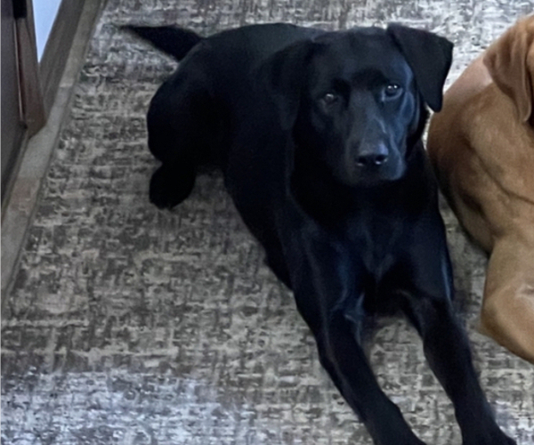 Medium Photo #1 Labrador Retriever Puppy For Sale in GOODHUE, MN, USA