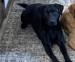 Small Photo #1 Labrador Retriever Puppy For Sale in GOODHUE, MN, USA