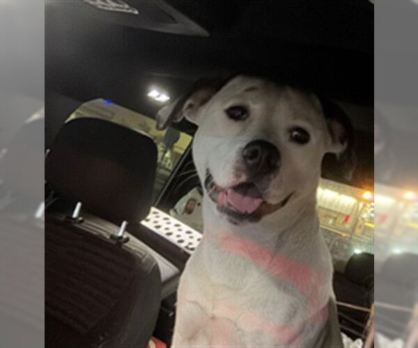 Medium Photo #1 Mutt Puppy For Sale in Plano, TX, USA