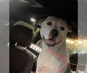 Mutt Dogs for adoption in Plano, TX, USA