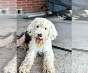 Mutt Dogs for adoption in Sandy, UT, USA