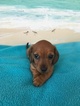Small Photo #1 Dachshund Puppy For Sale in ELIZABETH CITY, NC, USA
