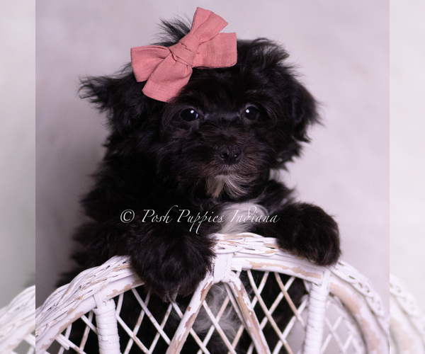 Medium Photo #5 Morkie Puppy For Sale in WARSAW, IN, USA