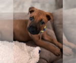 Small #1 Labrador Retriever Mix