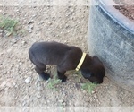 Small Photo #8 Cane Corso Puppy For Sale in TRINIDAD, CO, USA