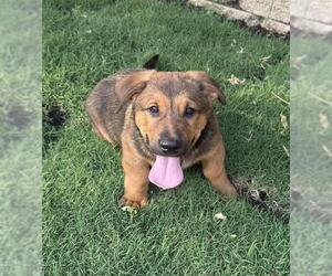 Pembroke Welsh Corgi-Unknown Mix Dogs for adoption in San Antonio, TX, USA