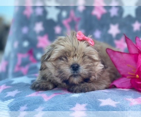 Medium Photo #1 Shorkie Tzu Puppy For Sale in LAKELAND, FL, USA