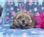 Small Photo #1 Shorkie Tzu Puppy For Sale in LAKELAND, FL, USA